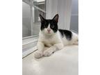 Adopt Cookie a Domestic Shorthair / Mixed (short coat) cat in Walden