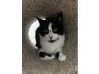 Adopt Dottie a Domestic Shorthair / Mixed (short coat) cat in Walden