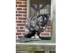 Adopt Esther a Domestic Shorthair / Mixed (short coat) cat in Walden