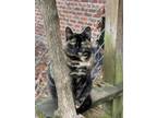 Adopt Flora a Domestic Shorthair / Mixed (short coat) cat in Walden