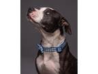 Adopt George a American Pit Bull Terrier / Mixed Breed (Medium) / Mixed dog in