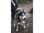 Adopt Loki a Husky / Mixed dog in Walden, NY (38323199)