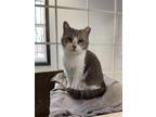 Adopt Lucky a Domestic Shorthair / Mixed (short coat) cat in Walden