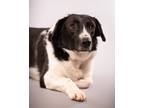 Adopt Mitchell a Hound (Unknown Type) / Mixed Breed (Medium) / Mixed dog in