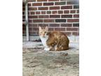 Adopt Pumpkin a Domestic Shorthair / Mixed (short coat) cat in Walden