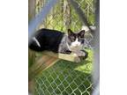 Adopt Sylvester a Domestic Shorthair / Mixed (short coat) cat in Walden