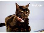 Adopt Melody a Domestic Short Hair