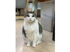 Adopt Verla a Domestic Shorthair / Mixed (short coat) cat in Walden