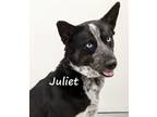 Adopt Juliet a Siberian Husky, Australian Cattle Dog / Blue Heeler