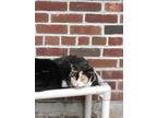 Adopt Zora a Calico / Mixed (short coat) cat in Walden, NY (38323224)