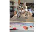 Adopt Minnie a Domestic Short Hair, Tabby