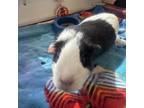 Adopt Oreo a Guinea Pig