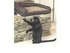 Adopt Embry a All Black Domestic Shorthair (short coat) cat in Winston Salem