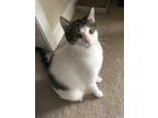 Adopt Quill a White (Mostly) Domestic Shorthair (short coat) cat in Winston