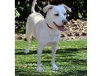 Adopt Charlie/Selena a Catahoula Leopard Dog, Mixed Breed