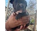 French Bulldog Puppy for sale in Kingman, AZ, USA
