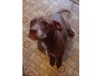 Adopt Coco Ohio a American Staffordshire Terrier, Labrador Retriever