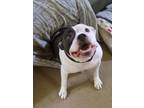 Adopt Sadie Ohio a Pit Bull Terrier