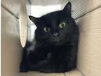 Adopt RASCLE a Domestic Medium Hair, Domestic Short Hair