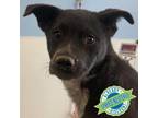 Adopt Poppy a Mixed Breed