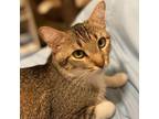 Adopt KIKI a Domestic Short Hair