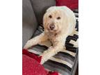 Adopt Holly a Goldendoodle