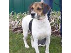 Adopt Rescue Junebug a Beagle