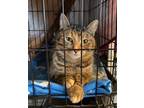 Adopt Norma Jeane a Domestic Short Hair