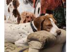 Adopt UT/Ember a Brittany Spaniel, English Pointer