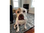 Adopt Juno a American Staffordshire Terrier, Terrier