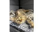 Adopt Celine Dion a Tabby