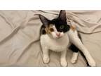 Adopt Tessa a British Shorthair, American Shorthair