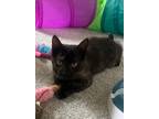 Adopt Tina a British Shorthair, American Shorthair