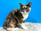 Adopt Xia a Domestic Short Hair