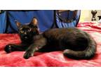 Adopt Mosaic - KBC a Domestic Short Hair