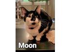 Adopt Moon a Domestic Short Hair