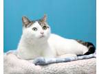 Adopt Polly a Domestic Short Hair, Tabby