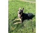 Adopt Meredith a German Shepherd Dog