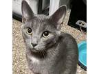 Adopt Heather a Russian Blue