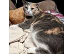 Adopt Maribelle a Dilute Calico, Domestic Short Hair