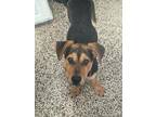Adopt Alice a Mixed Breed