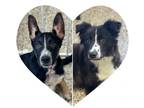 Adopt Florence and Dan a Cattle Dog