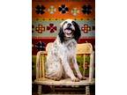 Adopt Available - Edith a English Setter