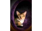 Adopt Reva a Domestic Short Hair