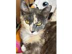 Adopt Emerald a Domestic Short Hair