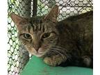 Adopt Poppy a Domestic Short Hair