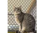 Adopt Ramona a Domestic Short Hair