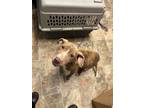 Adopt Melinda a Terrier