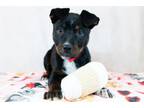 Adopt Ziva a Mountain Cur, Mixed Breed