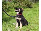 Adopt ROSE-3mnths SWEET Spay Contract Required $425 a German Shepherd Dog